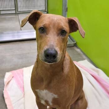 Bea2051 -  Chocolate Labrador Retriever and Doberman Pinscher Dog for Adoption in San Jacinto, California - Bea2051 | PetCurious