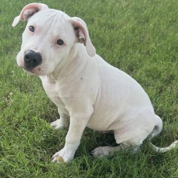 Ash -  Pit Bull Terrier Dog for Adoption in Pelham, New Hampshire - Ash | PetCurious