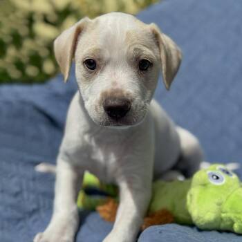 Spaniel and Terrier Dogs Available for Adoption in San Diego, California - Cheers Pup - Sam | PetCurious