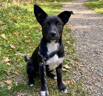 Labrador Retriever Dogs Available for Adoption - Dior | PetCurious