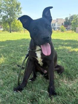 Bugs -  Labrador Retriever and Terrier Dog for Adoption in Bloomfield, Connecticut - Bugs | PetCurious