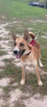 Rescue Husky Dogs for Adoption in Kempner, Texas - Flako | PetCurious