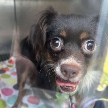 Mixed Breed Dogs Available for Adoption in Philadelphia, Pennsylvania - Sprout | PetCurious