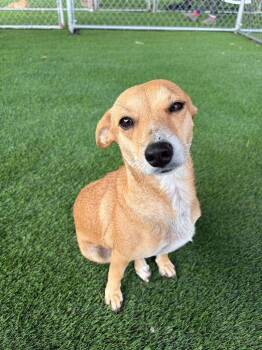 Hannah -  Mixed Breed Dog for Adoption in New York, New York - Hannah | PetCurious