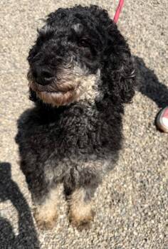 Poodle Dogs Available for Adoption in Lima, Ohio - Jessie J. | PetCurious