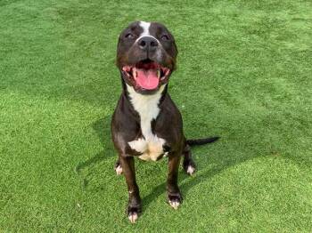 Pit Bull Terrier Dogs Available for Adoption in Tustin, California - GORDY | PetCurious