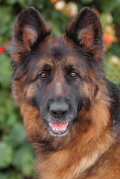 German Shepherd Dog Dogs Available for Adoption in Los Angeles, California - *Maisie Von Merxheim  | PetCurious