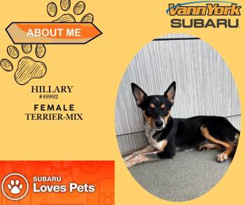 Rescue Terrier Dogs for Adoption in Randleman, North Carolina - Hillary | PetCurious