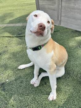 Misty -  Labrador Retriever Dog for Adoption in Manchester, Connecticut - Misty | PetCurious