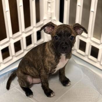 Noodle -  Boston Terrier and Chihuahua Dog for Adoption in Rockville, Maryland - Noodle | PetCurious
