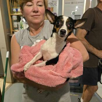 Rescue Rat Terrier Dogs for Adoption in Mansfield, Texas - Cherry | PetCurious