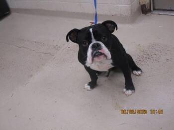 Boxer and American Bulldog Dogs Available for Adoption in Marietta, Georgia - Cole(315) | PetCurious
