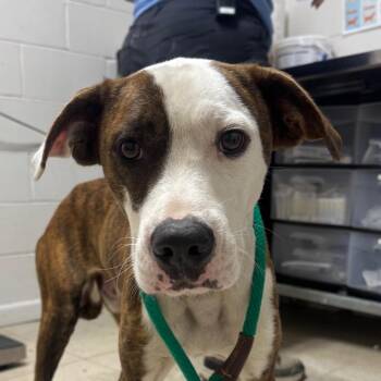 Skyler -  Boxer and Pit Bull Terrier Dog for Adoption in Birmingham, Alabama - Skyler | PetCurious