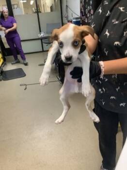 Rescue Mixed Breed Dogs for Adoption in Fort Worth, Texas - 59826238 | PetCurious