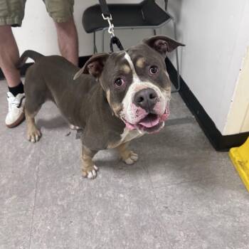 Zylus -  Mixed Breed Dog for Adoption in Philadelphia, Pennsylvania - Zylus | PetCurious