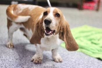 Basset Hound Dogs Available for Adoption in Manchester, New Hampshire - Ivy Lou In NH! Come Meet Our Adoptable Dogs Wednesday-Saturday.  | PetCurious