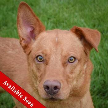 Snoop -  Golden Retriever and German Shepherd Dog Dog for Adoption in Huntley, Illinois - Snoop | PetCurious