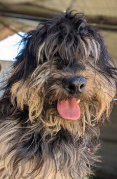 Tibetan Terrier and Havanese Dogs Available for Adoption in Ramona, California - Slightly | PetCurious