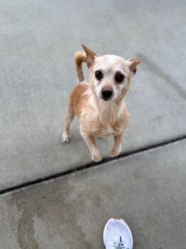 Hazel -  Affenpinscher Dog for Adoption in Dalton, Georgia - Hazel | PetCurious