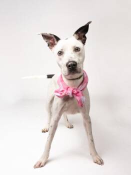 Glo -  Pit Bull Terrier and Mixed Breed Dog for Adoption in Atlanta, Georgia - Glo | PetCurious