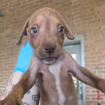 Marmalade -  Pit Bull Terrier Dog for Adoption in Birmingham, Alabama - Marmalade | PetCurious