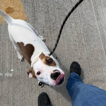 Snacks -  Mixed Breed Dog for Adoption in Dickinson, Texas - Snacks | PetCurious