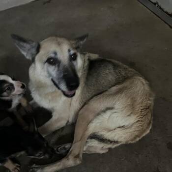 Melly -  Shepherd Dog for Adoption in Edinburg, Texas - Melly | PetCurious