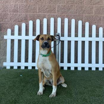KING CHARLES -  Boxer and Pit Bull Terrier Dog for Adoption in Modesto, California - KING CHARLES | PetCurious