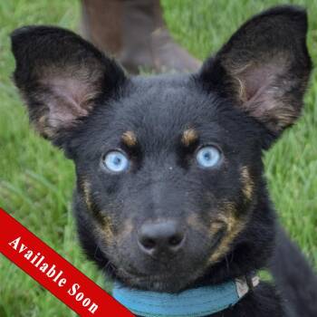 Aries -  Australian Shepherd and Australian Kelpie Dog for Adoption in Huntley, Illinois - Aries | PetCurious