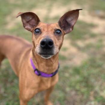 Rescue Mixed Breed Dogs for Adoption in West Jefferson, Ohio - Lola | PetCurious