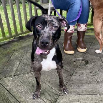 Rescue Catahoula Leopard Dog and Hound Dogs for Adoption in Warrenton, Oregon - McFlurry (Chi Chi) | PetCurious