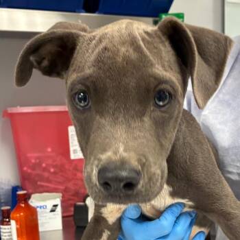 Dewey -  Mixed Breed Dog for Adoption in Greenville, South Carolina - Dewey | PetCurious