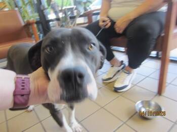 Pit Bull Terrier Dogs Available for Adoption in Ocala, Florida - PICA | PetCurious