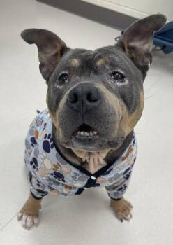Precious -  Fox Terrier and Mixed Breed Dog for Adoption in Westland, Michigan - Precious | PetCurious