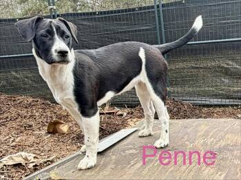 Labrador Retriever and Shepherd Dogs Available for Adoption - Penne (Noodle Pups) | PetCurious