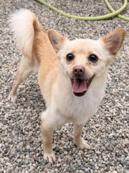 Pomeranian and Chihuahua Dogs Available for Adoption in Agua Dulce, California - Cher | PetCurious