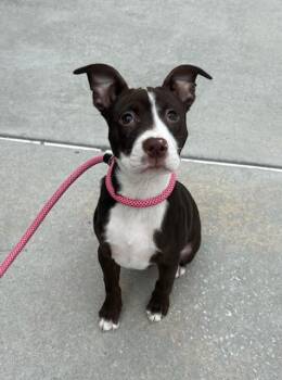 OPAL -  Labrador Retriever and Pit Bull Terrier Dog Available for Adoption in Brunswick, Georgia - OPAL | PetCurious