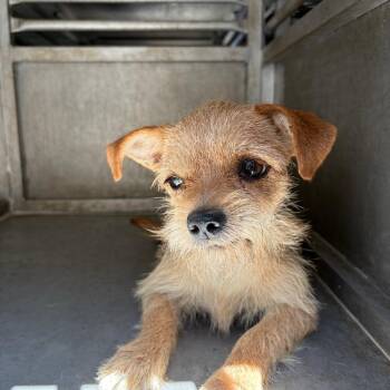 Ramen -  Terrier Dog for Adoption in Edinburg, Texas - Ramen | PetCurious