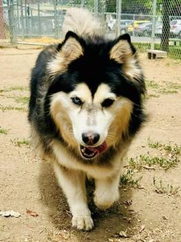 nova -  Husky Dog for Adoption in Phoenix, Oregon - Nova | PetCurious