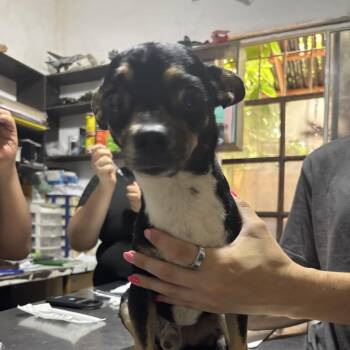 Beacon -  Chihuahua and Mixed Breed Dog for Adoption in Bend, Oregon - Beacon | PetCurious