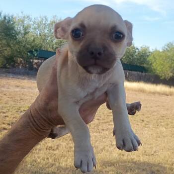 Rescue Pug Dogs for Adoption in West Islip, New York - Adele | PetCurious