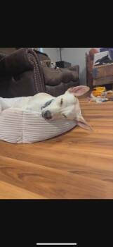 Rescue German Shepherd Dog and Labrador Retriever Dogs for Adoption in Brighton, Tennessee - Lola (Scott-Fostered In TN) | PetCurious