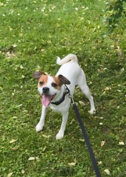 Parson Russell Terrier and Mixed Breed Dogs Available for Adoption in Elmira, New York - Poe | PetCurious