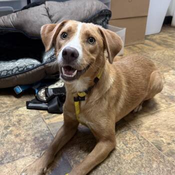 Lucy -  Labrador Retriever Dog for Adoption in Columbia, South Carolina - Lucy | PetCurious