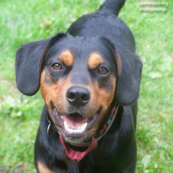 Renny -  Mixed Breed Dog Available for Adoption in Ridgefield, Connecticut - Renny | PetCurious