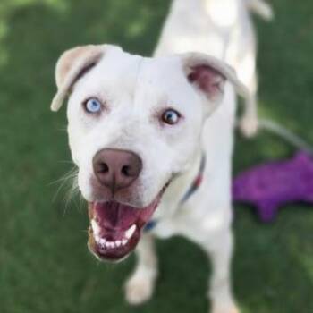 Siren -  Pit Bull Terrier and Mixed Breed Dog for Adoption in Fort Collins, Colorado - Siren | PetCurious