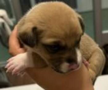 Belgian Shepherd Malinois and Mixed Breed Dogs Available for Adoption in Houston, Texas - KAYA | PetCurious