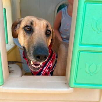 Lita -  Hound and Mixed Breed Dog for Adoption in Chicago, Illinois - Lita | PetCurious