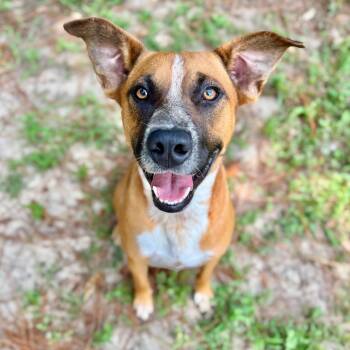 Rescue Mixed Breed Dogs for Adoption in Milton, Florida - Ringo | PetCurious