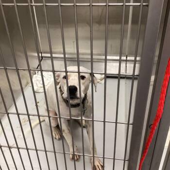 Andrew -  Terrier Dog for Adoption in Montgomery, Alabama - Andrew | PetCurious
